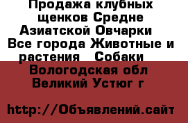 Продажа клубных щенков Средне Азиатской Овчарки - Все города Животные и растения » Собаки   . Вологодская обл.,Великий Устюг г.